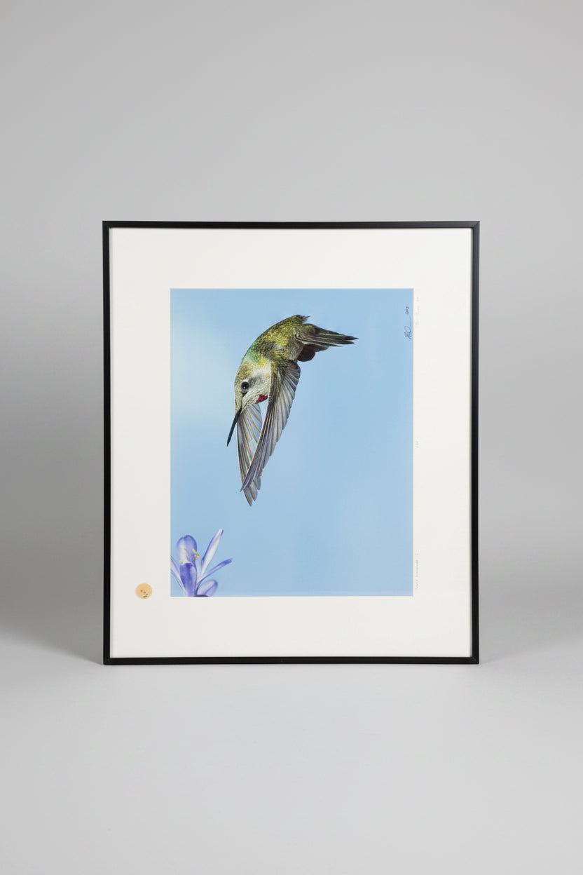 Original Framed Hummingbird Photograph Signed*