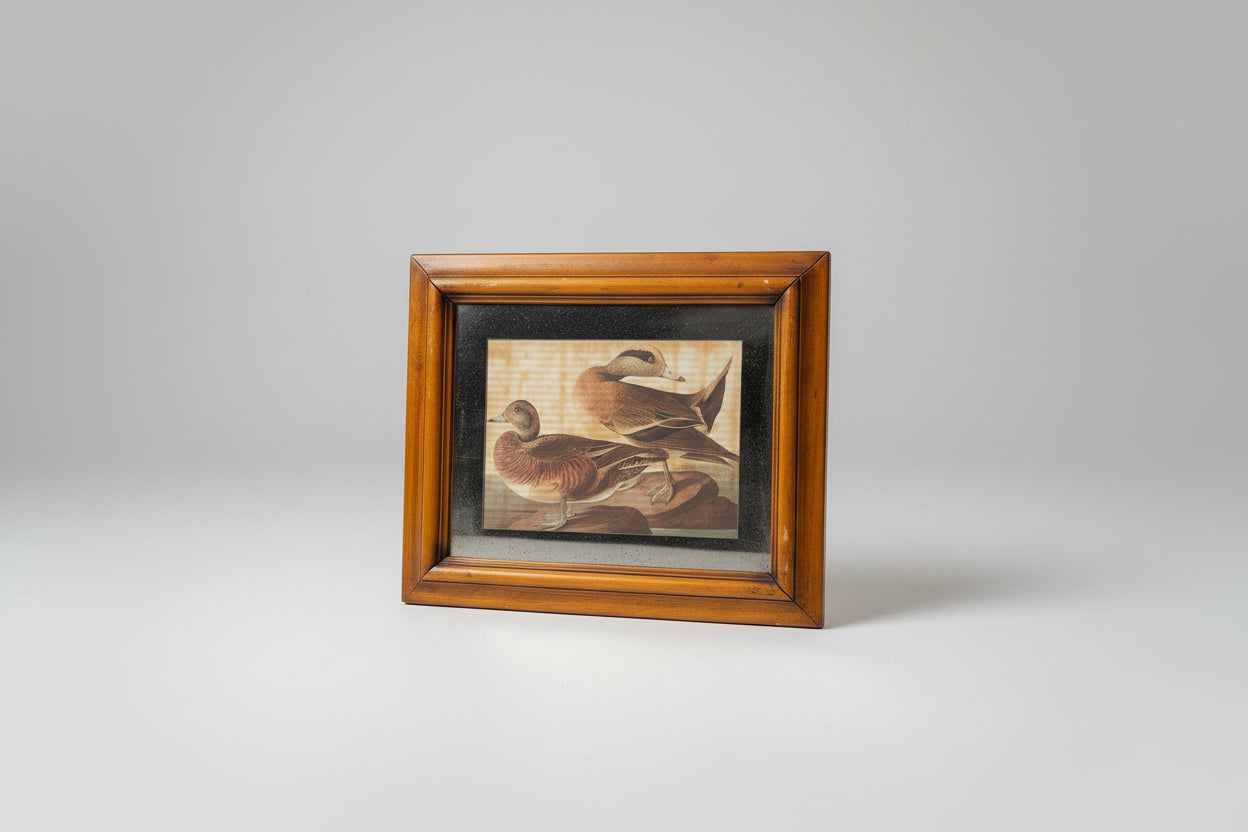 American Wigeon JJA 15.5x12.5