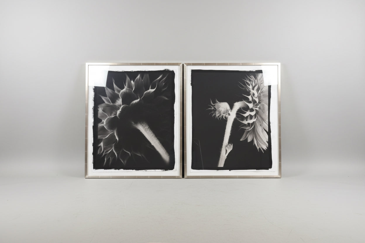 " Sunflowers" 28 x 23 Frank Hunter