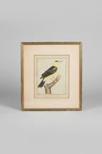 Vintage French Bird Prints 14x16