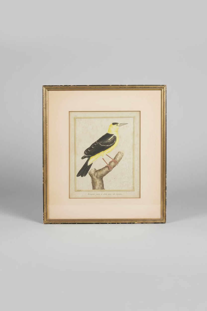 Vintage French Bird Prints 14x16