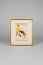 Vintage French Bird Prints 14x16
