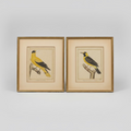 Vintage French Bird Prints 14x16