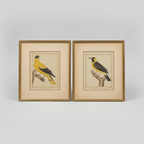 Vintage French Bird Prints 14x16