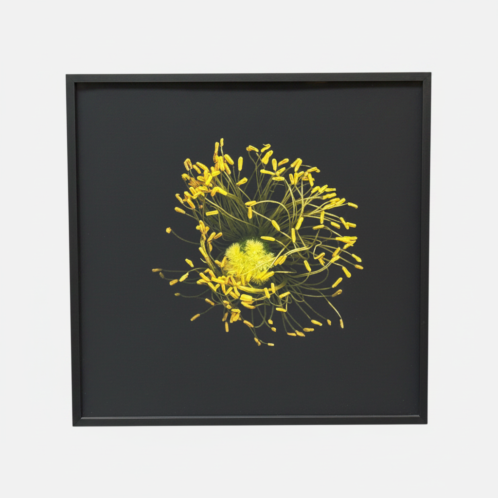 Iceland Poppy Seeds, by L’lee Hooker