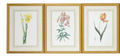 Pierre-Joseph Redoute botanical illustrations from 'Les Liliacees'