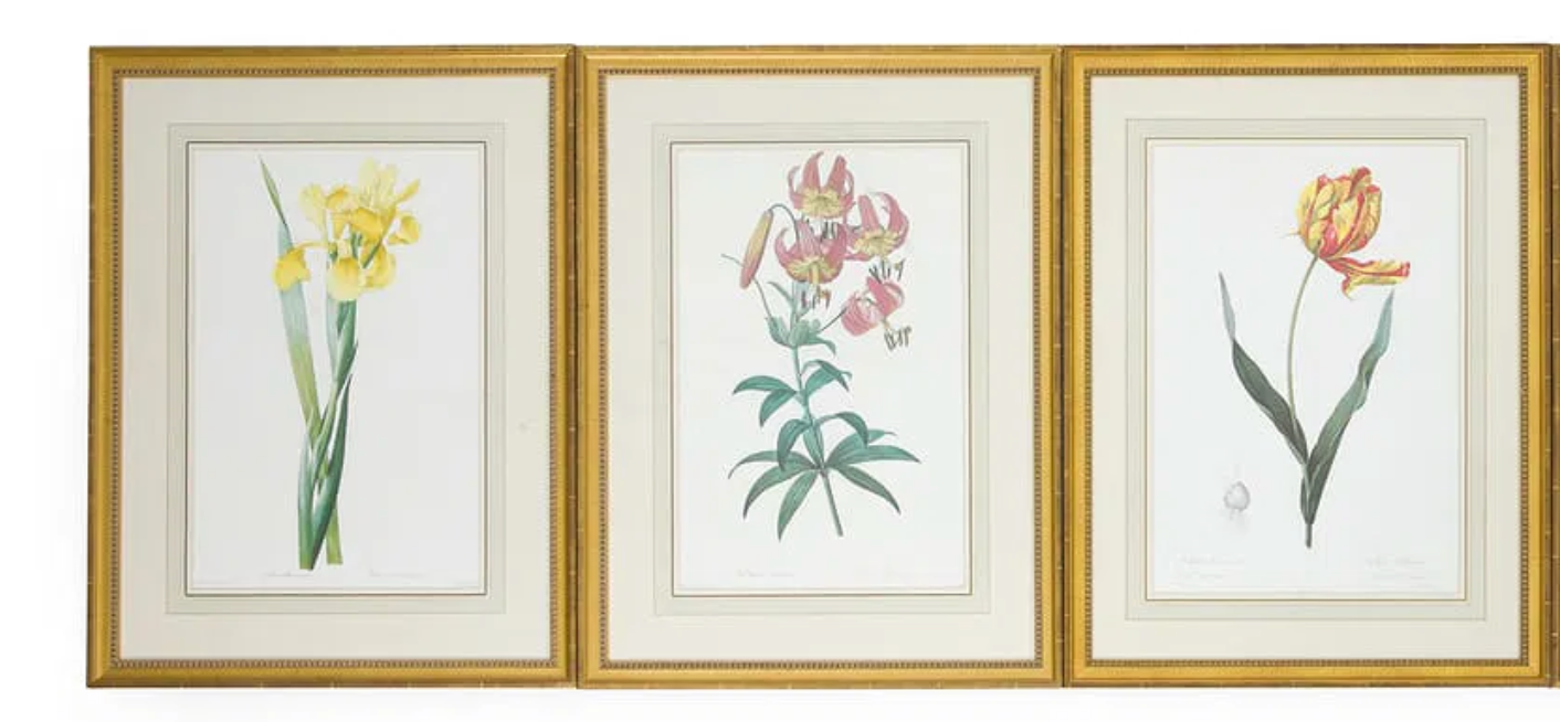 Pierre-Joseph Redoute botanical illustrations from 'Les Liliacees'